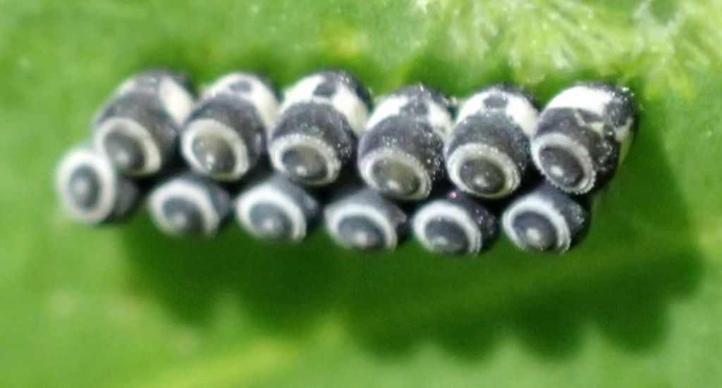 Uova di Lepidoptera? No, di Heteroptera Pentatomidae: Eurydema cfr. ventralis